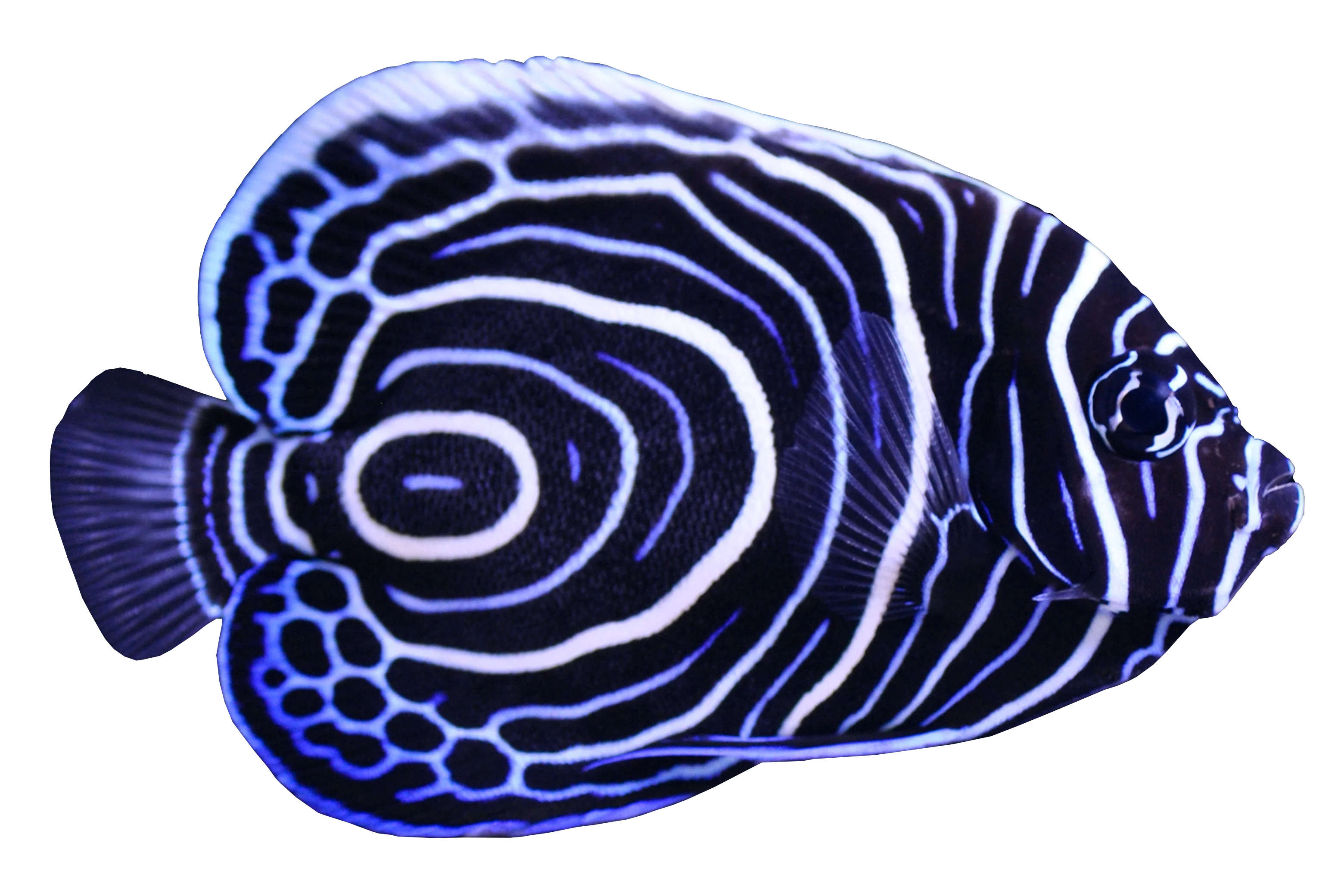 Swimming Fish