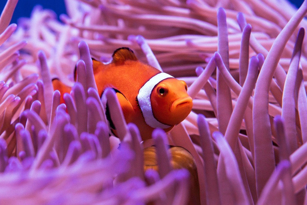 clown fish hosting 2