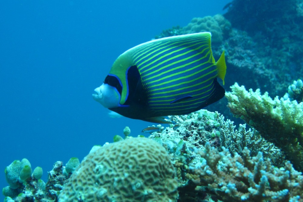 adult emperor angelfish