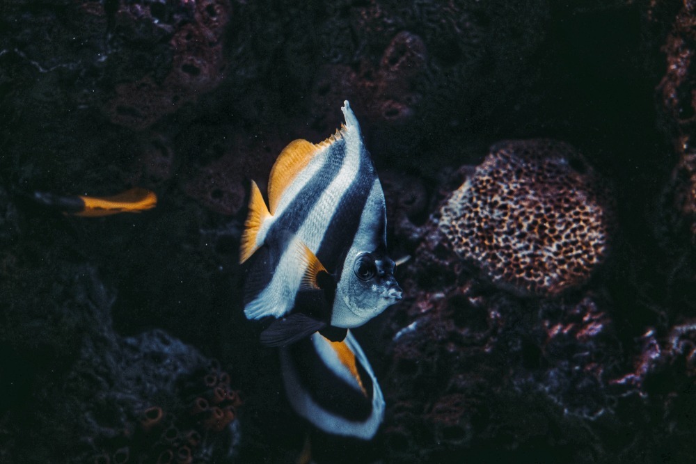banner fish
