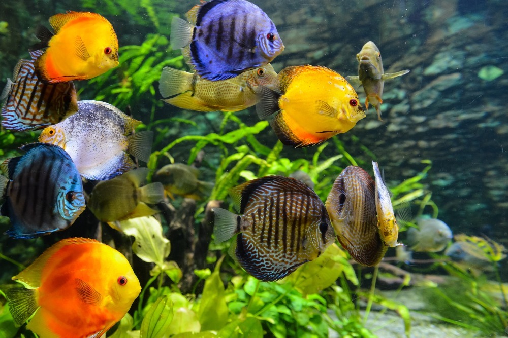 discus