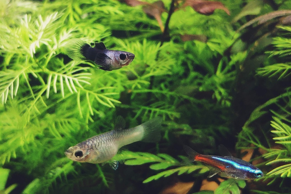 guppys