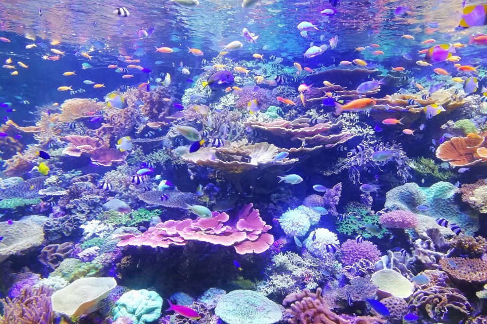 corals