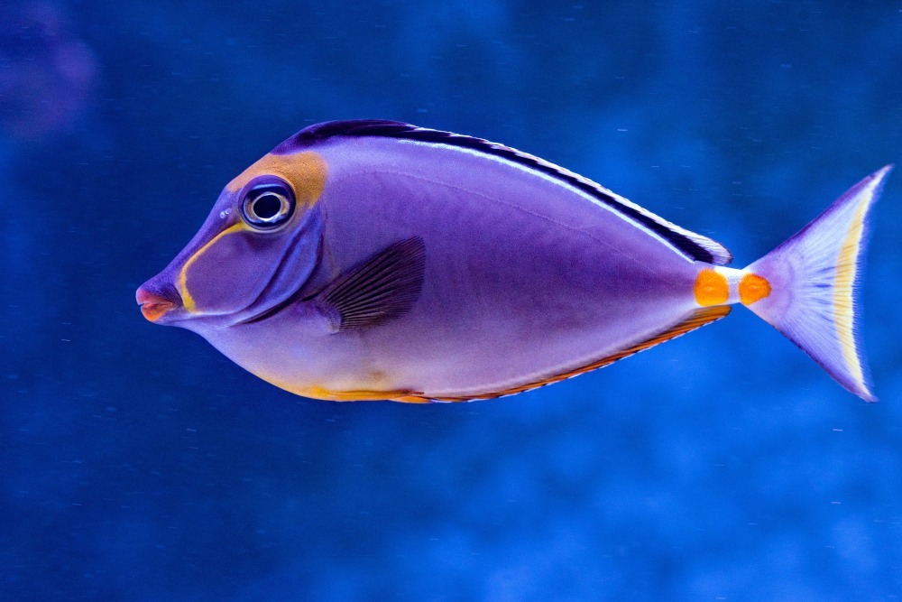 blonde naso tang
