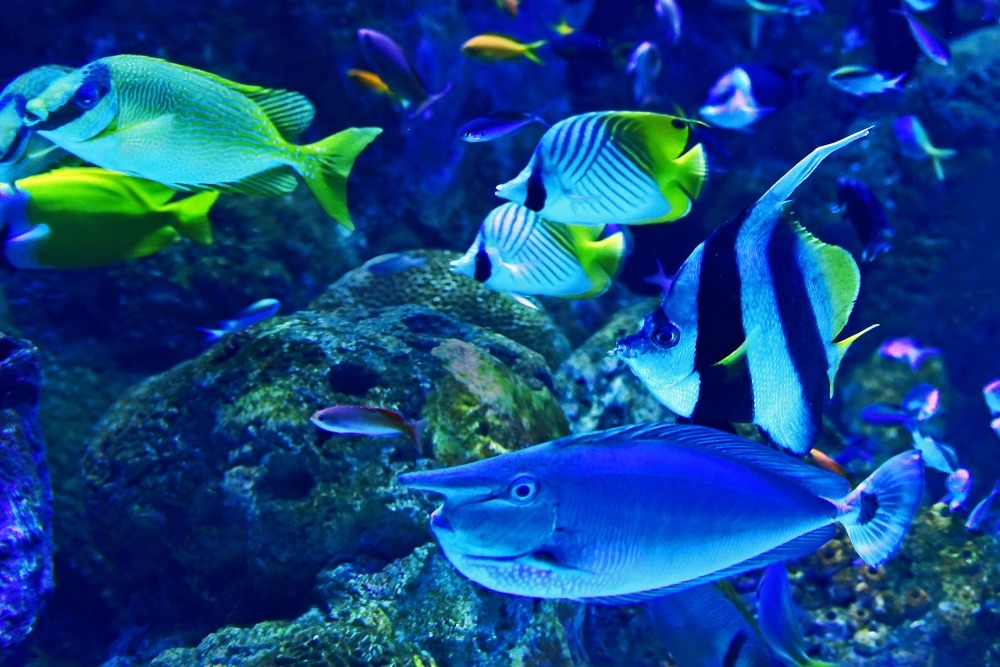 many fish