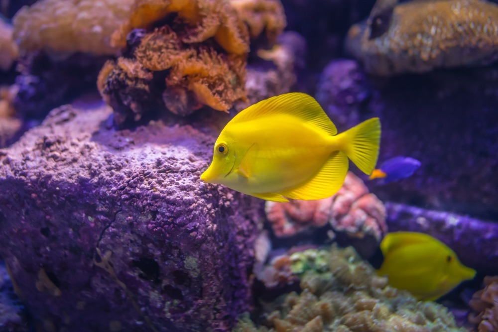 yellow tang