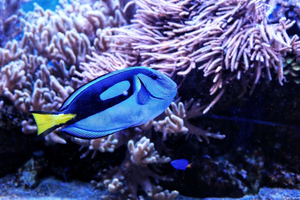hippo tang