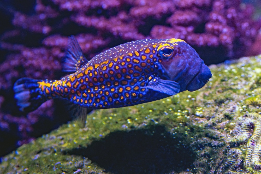 beautiful fish