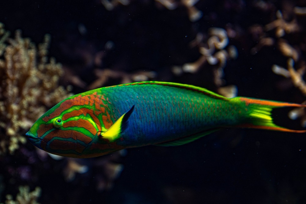 fish 2