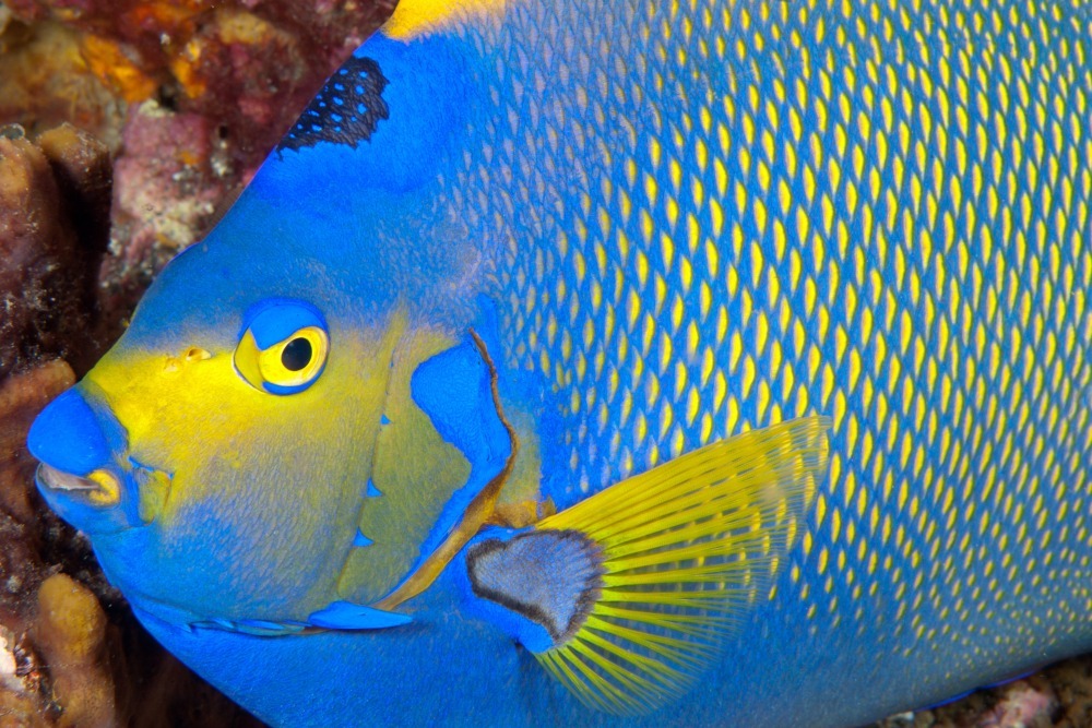 angelfish