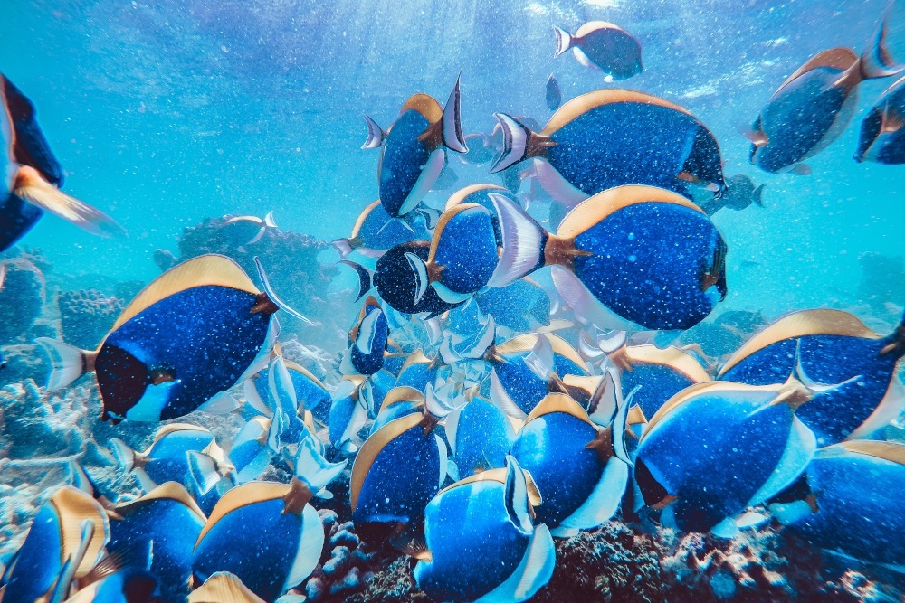 blue tangs