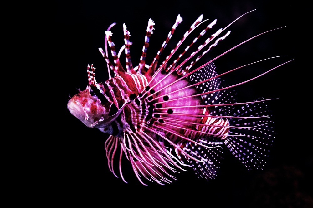 lion fish