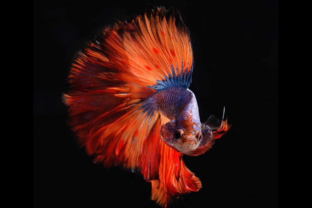 beta fish 2