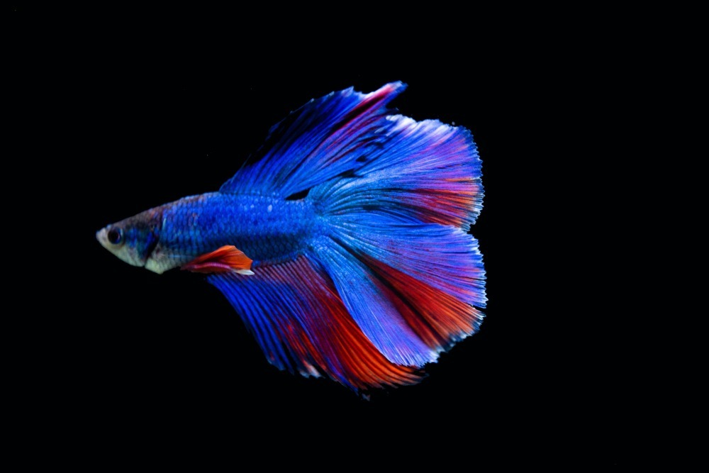 beta fish