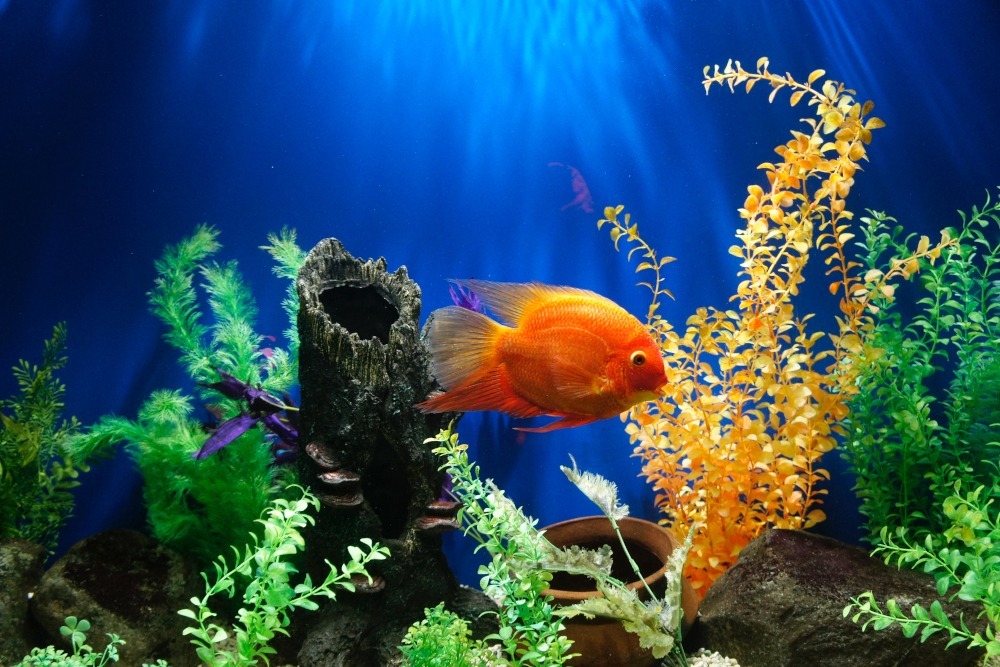 goldfish
