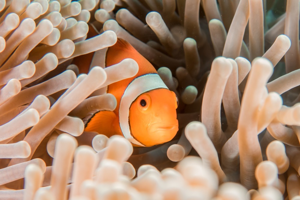 clown fish hosting