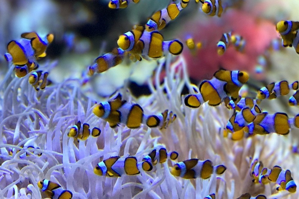 baby clown fish