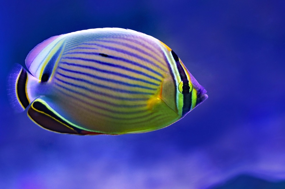 butterfly fish