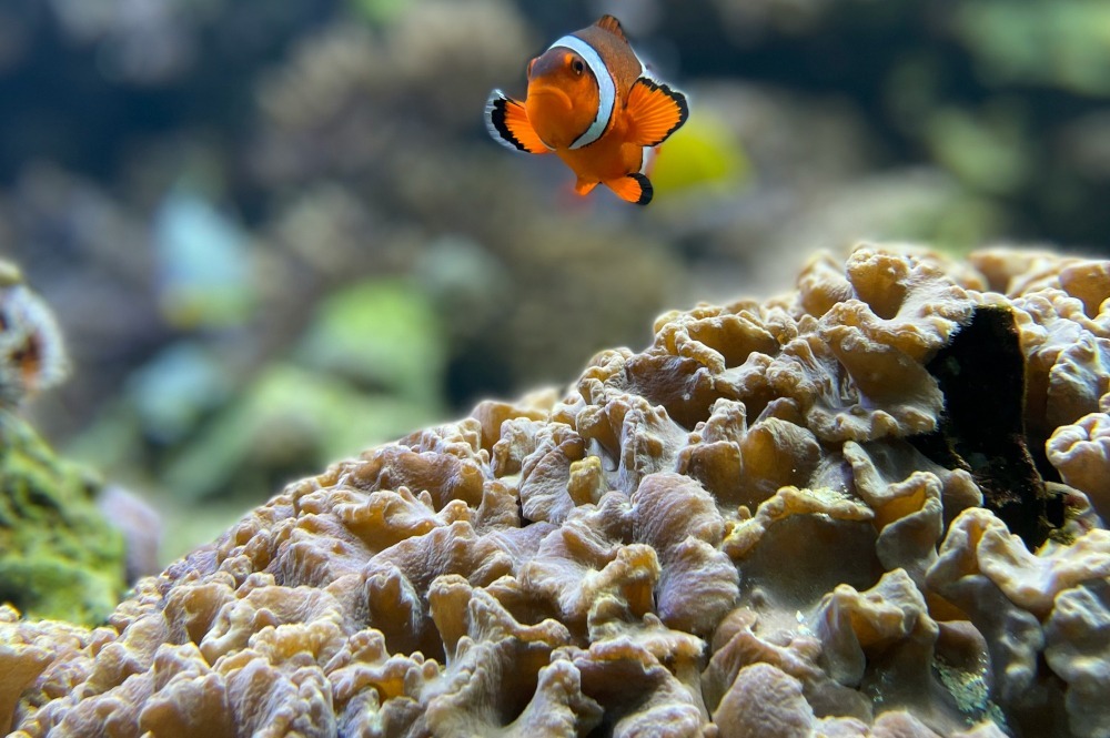 clown fish 9