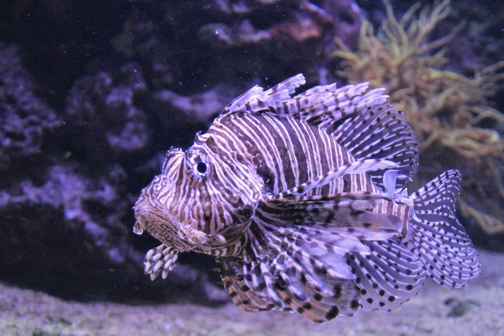 Lion fish
