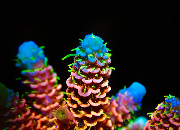 Sps Corals