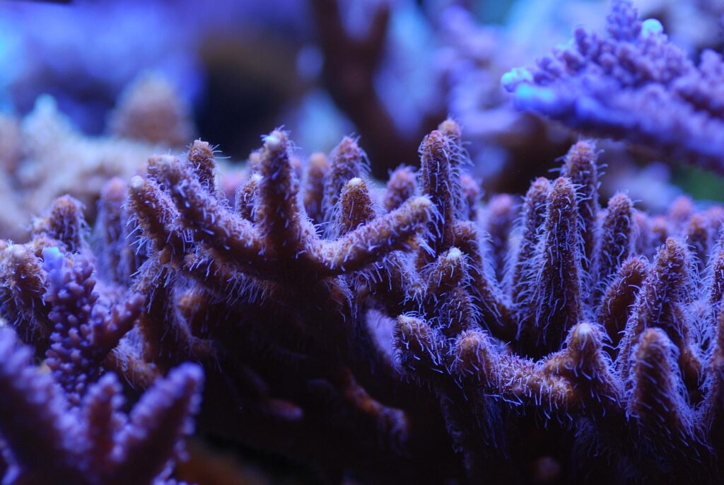 Sps Corals